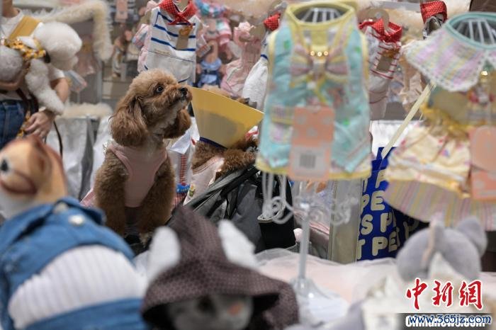 香港优质宠物用品展2024开幕